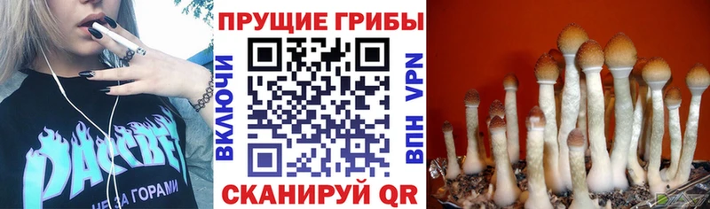 Галлюциногенные грибы Psilocybine cubensis Михайлов